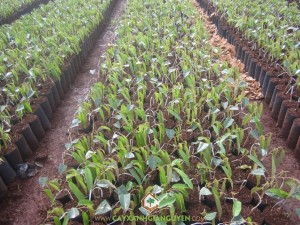 Sầu riêng DONA, Trồng sầu riêng DONA, Trồng cây ăn trái, Trái sầu riêng DONA, Giống sầu riêng Thái