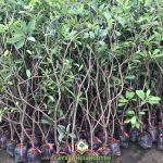 CÁCH TRỒNG SAPOCHE NHANH CHO TRÁI