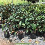 CÁCH CHĂM SÓC CÂY VÚ SỮA BƠ HỒNG ĐỂ CHO THU HOẠCH TỐT