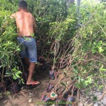 NHỮNG LƯU Ý KHI CHỌN CÂY GIỐNG SAPOCHE