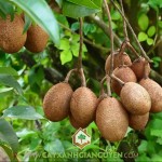 SAPOCHE TRỒNG Ở ĐÂU LÀ TỐT?