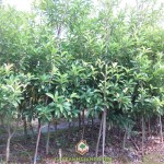 KỸ THUẬT TRỒNG CÂY SAPOCHE GIỐNG