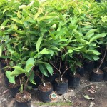 VÌ SAO MẬN AN PHƯỚC NGÀY CÀNG ĐƯỢC ƯA CHUỘNG