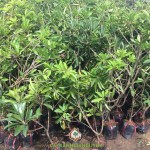 Ở ĐÂU BÁN CÂY SAPOCHE GIỐNG