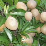 VÌ SAO CÂY SAPOCHE TIỀN GIANG GIỐNG ĐƯỢC UY TÍN