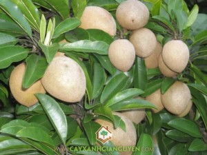 Sapoche Tiền Giang, Giống sapoche Tiền Giang, Trồng giống sapoche Tiền Giang, Hồng Xiêm, Hồng Xiêm Tiền Giang