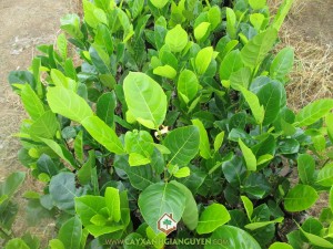 Giống mít thái, Mít thái lá bàng, Mít thái siêu sớm, Trồng mít thái, Mít nghệ cao sản Việt Nam