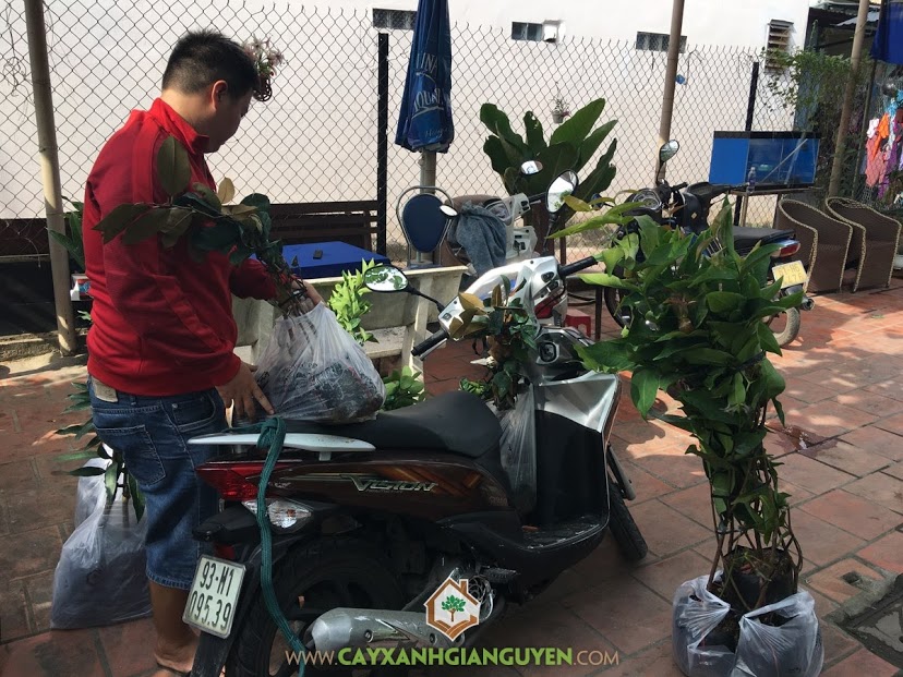 Cây ăn trái, Vườn ươm Cây Xanh Gia Nguyễn, Cách trồng và chăm sóc cây, Cây Vú sữa Lò Rèn, Cây bưởi da xanh, Cây cam sành