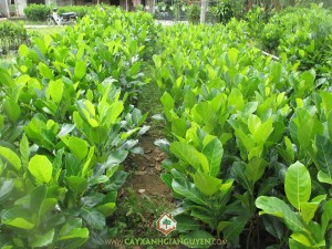 Mô hình trồng mít thái, Mít thái, Mít thái lá bàng, Cây ăn trái, Kỹ thuật trồng và chăm sóc cây mít