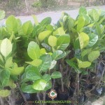 KỸ THUẬT GHÉP CÂY MÍT