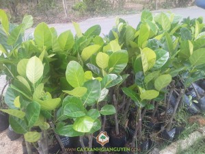 Kỹ thuật ghép, Kỹ thuật ghép mít, Phương pháp ghép mắt, Kỹ thuật ghép áp, Cây mít ghép