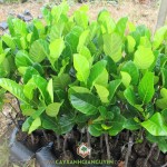 TRỒNG MÍT THÁI LÁ BÀNG Ở ĐÂU?