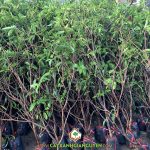 CÁCH PHÒNG TRỪ SÂU BỆNH CHO CÂY GIỐNG SAPOCHE HIỆU QUẢ