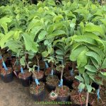 KỸ THUẬT TRỒNG CÂY NA THÁI