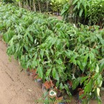 VÌ SAO NHIỀU NHÀ VƯỜN THÍCH TRỒNG GIỐNG NHÃN IDO