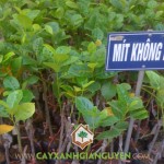 VÌ SAO TRỒNG MÍT KHÔNG HẠT CHO NĂNG SUẤT CAO