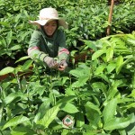 KỸ THUẬT TRỒNG CÂY BƠ BOOTH