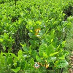 KỸ THUẬT TRỒNG MÍT KHÔNG HẠT