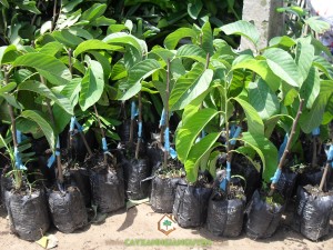 Na thái không hạt, Trồng na thái không hạt, Trái na thái, Mít tứ quý, Chăm sóc na thái đúng kỹ thuật