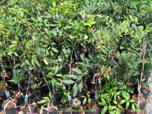 Giống nhãn xuồng cơm vàng, Nhãn xuồng cơm vàng, Quả nhãn xuồng cơm vàng, Giống nhãn tiêu da bò, Giống nhãn nội địa