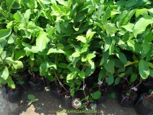 Giống ổi lê Đài Loan, Cây giống, Vườn ươm Cây Xanh Gia Nguyễn, Giống ổi nhập ngoại, Cây ăn trái