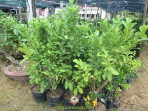 Kỹ thuật trồng ổi lê Đài Loan, Trồng cây ổi lê bằng hạt, Cây ổi lê, Cây giống, Cây ổi lê Đài Loan