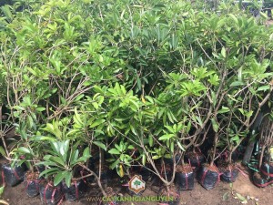 Trồng cây Sapoche, Cây Sapoche, Hồng Xiêm, Trái Sapoche, Lá hồng xiêm