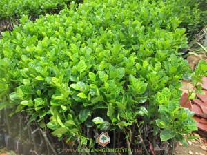 Trồng mít thái, Vườn mít thái, Cây ăn trái, Sầu riêng, Vú sữa