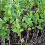 CÁCH CHĂM SÓC MÍT KHÔNG HẠT SAU KHI TRỒNG