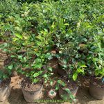 TÁO THÁI LAN CÓ PHẢI GIỐNG TÁO MỚI NHẤT HIỆN NAY