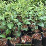 CÂY TÁO THÁI LAN CÓ ĐẶC ĐIỂM RA SAO