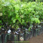 LƯU Ý KHI CHỌN CÂY GIỐNG TÁO THÁI LAN