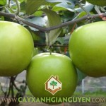 NĂNG SUẤT CÂY TÁO THÁI LAN CÓ TỐT HƠN TÁO KHÁC KHÔNG?