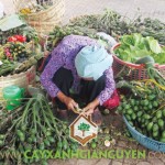 TRỒNG CÂY CAU ĂN TRẦU CÓ TÁC DỤNG GÌ?