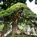 BỨNG CÂY ME THÁI CÓ KHÓ KHÔNG?