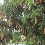 MÔ HÌNH TRỒNG ME THÁI PHÁT TRIỂN KINH TẾ