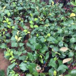 KỸ THUẬT TRỒNG CÂY TÁO THÁI