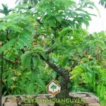 KỸ THUẬT TRỒNG CÂY ME THÁI TRONG CHẬU CHO HIỆU QUẢ