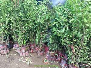 Trồng cây sơ ri bằng hạt, Cây Sơ ri, Phương pháp nhân giống, Cách nhân giống sơ ri, Trồng sơ ri