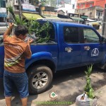 CÂY XANH GIA NGUYỄN CUNG CẤP 100 CÂY DỪA XIÊM LÙN CHO ANH LÊ HƯNG ĐÊNH Ở BÌNH THUẬN