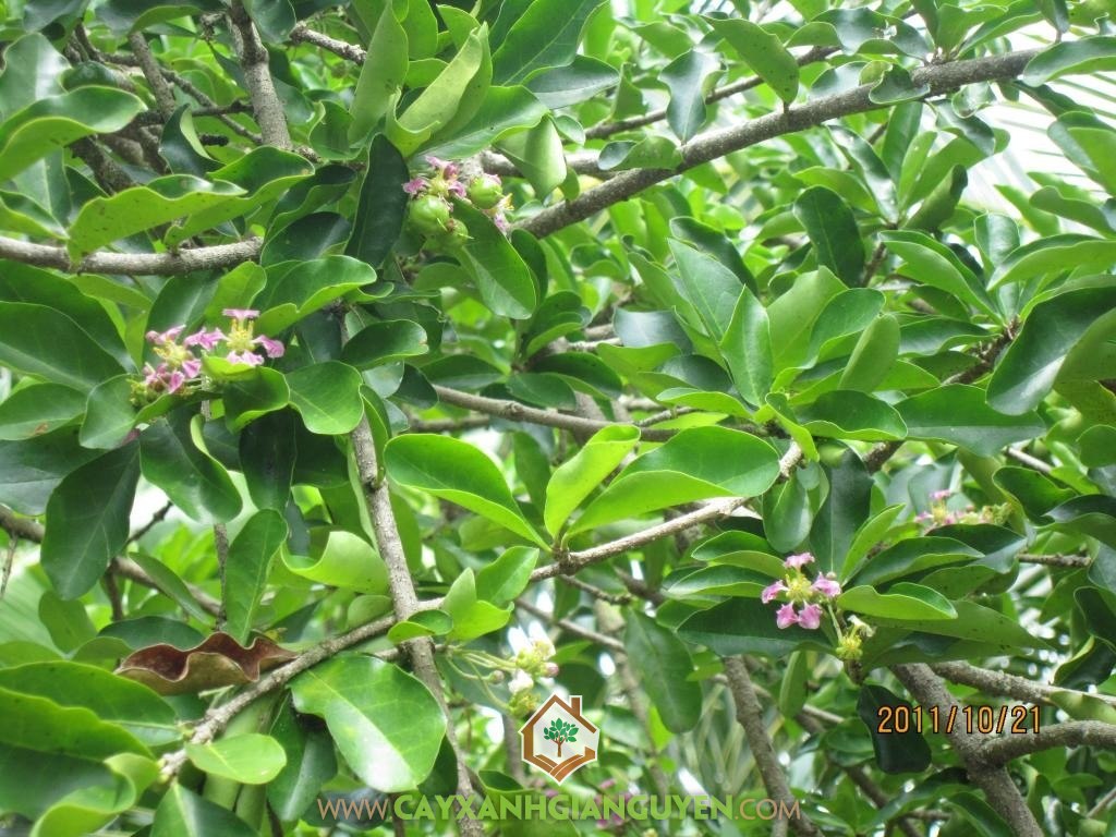 CÁCH TRỒNG CÂY SƠ RI – CÂY ĂN TRÁI