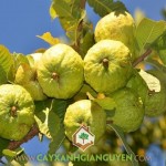 CÓ NÊN ĐẦU TƯ TRỒNG ỔI NỮ HOÀNG