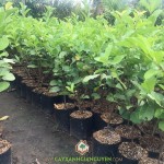 MUA GIỐNG ỔI NỮ HOÀNG Ở ĐÂU