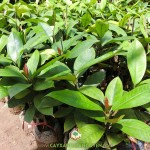 KỸ THUẬT CHĂM SÓC CÂY MĂNG CỤT