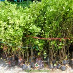 CÁCH CHĂM SÓC CÂY CHANH GIẤY SAU KHI TRỒNG