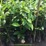 NĂNG SUẤT CỦA CÂY MĂNG CỤT