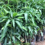 TRỒNG XOÀI TỨ QUÝ TRONG CHẬU ĐƯỢC KHÔNG?