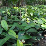 KỸ THUẬT TRỒNG CÂY MĂNG CỤT