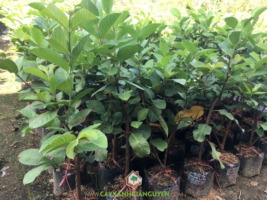 Giống ổi nữ hoàng, Giống ổi nữ hoàng thái, Cây ổi nữ hoàng, Trái ổi nữ hoàng, Giống ổi nữ hoàng cao sản