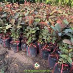 CÓ NÊN TRỒNG ỔI TÍM TRONG VƯỜN